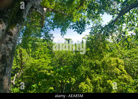 Falealupo Rainforest Preserve SAMOA Savaii forest canopy walkway over Stock Photo