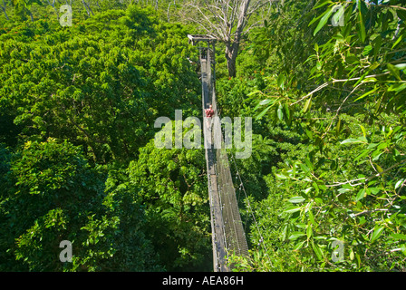 Falealupo Rainforest Preserve SAMOA Savaii forest canopy walkway over suspension bridge hanging man red shirt Stock Photo
