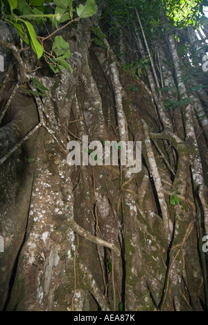 Falealupo Rainforest Preserve SAMOA Savaii forest canopy walkway over ROOTS Stock Photo