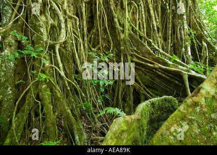 Falealupo Rainforest Preserve SAMOA Savaii forest canopy walkway over ROOTS Stock Photo