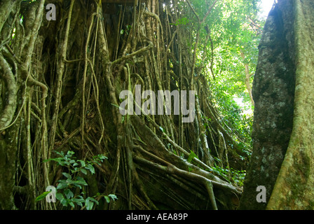 Falealupo Rainforest Preserve SAMOA Savaii forest canopy walkway over ROOTS Stock Photo