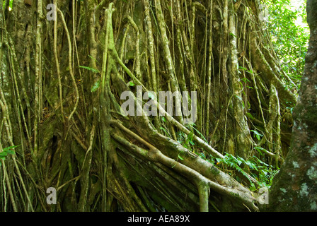 Falealupo Rainforest Preserve SAMOA Savaii forest canopy walkway over ROOTS Stock Photo