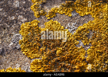 Lichen growing on cement wall Stock Photo