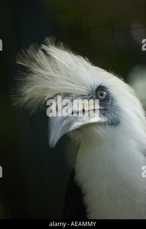 White Crowned Hornbill Aceros comatus Stock Photo