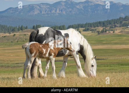 Gypsy Vanner Horse mare with foal Stock Photo