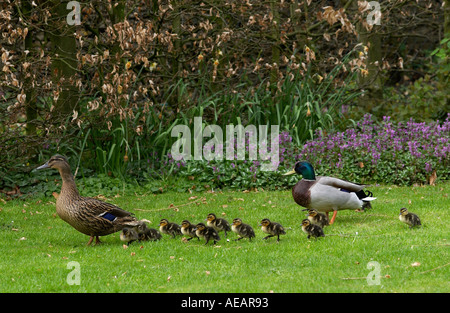 Mallard duck and drake with their ducklings Stock Photo