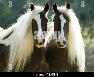 Gypsy Vanner Horse fillies Stock Photo