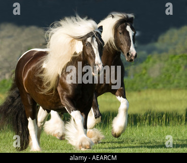 Gypsy Vanner Horse fillies Stock Photo