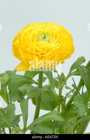 Ranunculus asiaticus, Persian buttercup, family Ranunculaceae, popular