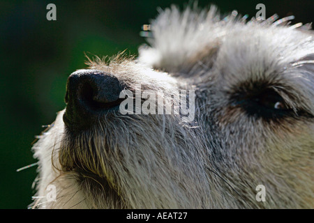 Border Terrier dog sniffing the air England Stock Photo