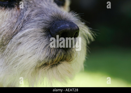 Border Terrier dog close up England Stock Photo