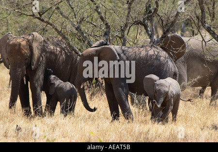 Elephant family females and young elephant calves Serengeti Tanzania Stock Photo