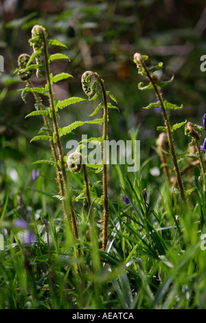 Early Spring sprouting ferns England Stock Photo