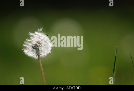 Dandelion clock dispersing seed Stock Photo - Alamy
