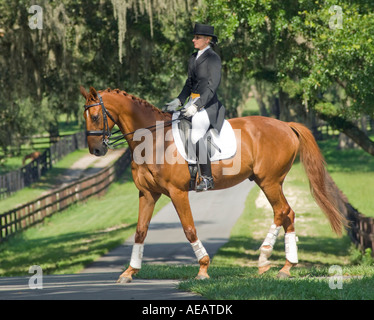 Woman in dressage costume with Warmblood horse Stock Photo