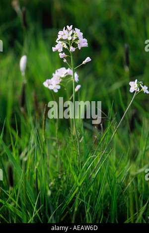 Cuckoo flowers growing among grass Oxfordshire England Stock Photo