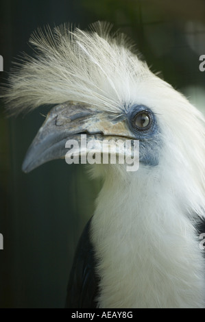 White Crowned Hornbill Aceros comatus Stock Photo