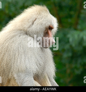 Intimate close up head and shoulders portrait of male Hamadryas Baboon Papio hamadryas looking thoughtful and solemn Stock Photo