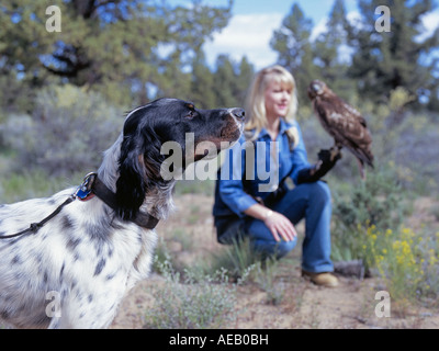 A pointer and a falconer holding a red tailed hawk Stock Photo
