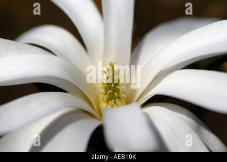 Magnolia stellata 'Royal Star' flower close-up Stock Photo