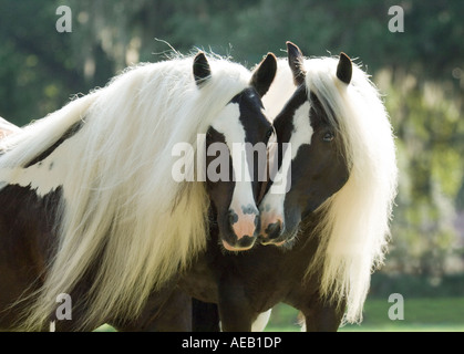 Gypsy Vanner Horse fillies Stock Photo