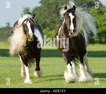 Gypsy Vanner Horse fillies Stock Photo