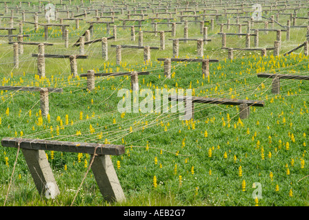 drying cod beds in portugal Stock Photo