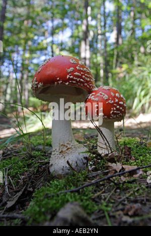 Two Fly agaric mushrooms (Amanita muscaria) Stock Photo