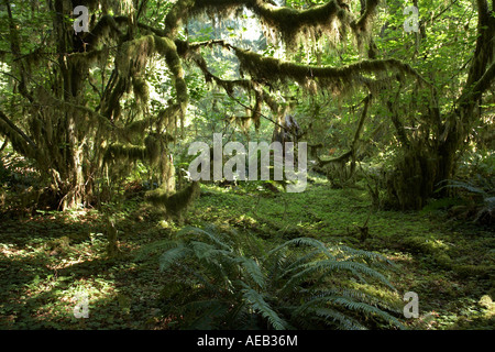 Green Moss with Floor Ferns in The Hoh Temperate Rain Forest, Olympic National Park, Washington Stock Photo