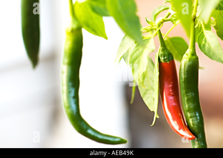 Red and green chillies hanging on a tree. Stock Photo