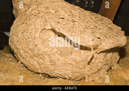 Large wasp nest of Vespula vulgaris in roof space Cotswolds UK Stock Photo