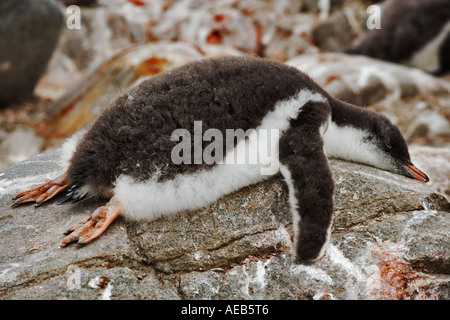 Gentoo Penguin chick Pygoscelis papua sleeping on rock due to hot weather. Antarctica Stock Photo