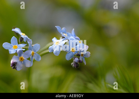 Spring flowers Forget-me-nots - Myosotis Stock Photo
