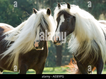 Gypsy Vanner Horse fillies Stock Photo