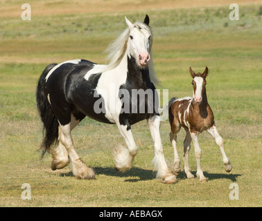 Gypsy Vanner Horse mare with foal Stock Photo