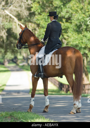 Woman in dressage costume with Warmblood horse Stock Photo