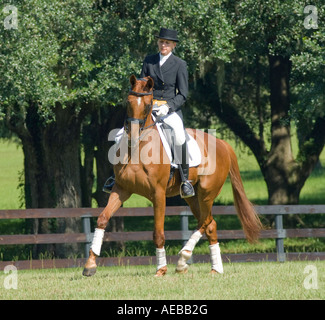 Woman in dressage costume with Warmblood horse Stock Photo