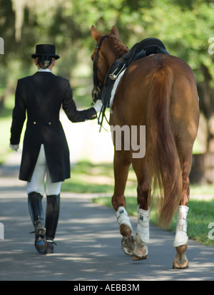 Woman in dressage costume leaads Warmblood horse Stock Photo