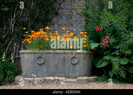 Large lead garden planter filled with flowering Californian Poppies (Eschscholzia californica) in late summer in UK