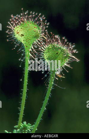 Round-leaved Sundew with insect Drosera rotundifolia with trapped insects North America Stock Photo