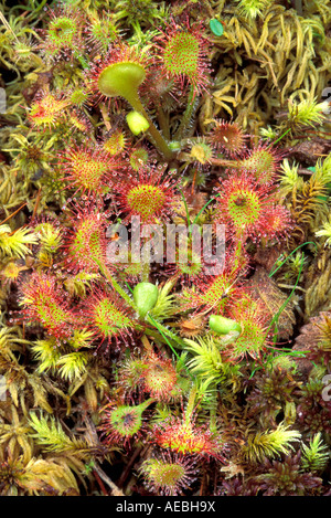 Round-leaved Sundew Drosera rotundifolia with trapped insects  North America Stock Photo