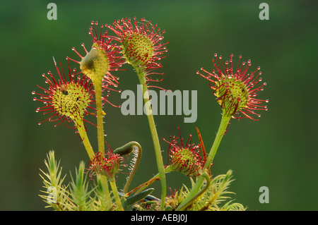 Round-leaved Sundew Drosera rotundifolia with trapped insects  North America Stock Photo