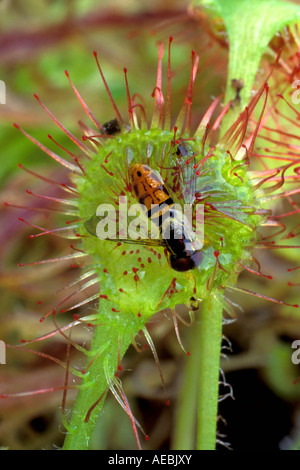 Round-leaved Sundew Drosera rotundifolia with trapped insect North America Stock Photo