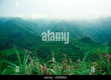 The Banaue Rice Terraces are carved into the mountains of Ifugao in the ...