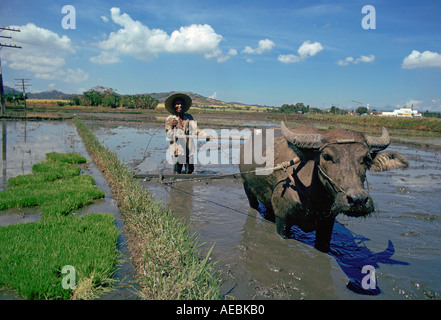 Water Buffalo at work Laguna Phillipines Stock Photo
