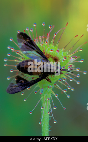 Round-leaved Sundew Drosera rotundifolia with trapped Deerfly N America Stock Photo