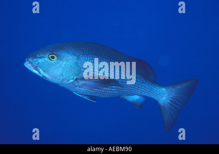 Red Snapper also called Twinspot Snapper lutjanus bohar Umbria wreck Sudan Red Sea Indian Ocean Stock Photo