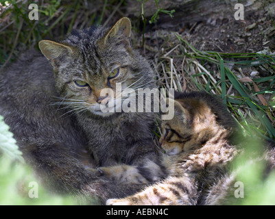 Scottish Wildcat kitten (Felix sylvestris) curled up beside his mother. Captive. Stock Photo