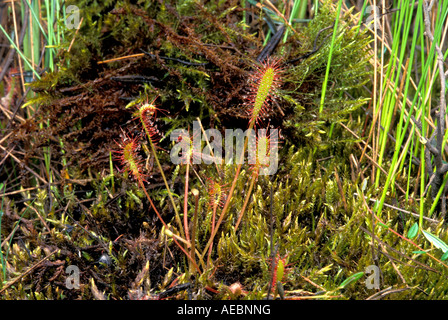 Great or English Sundew Drosera anglica