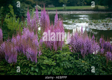 Purple Dwarf Chinese Astilbe (dwarf Chinese astilbe,Astilbe chinensis var. pumila) in bloom beside garden pond in summer Stock Photo